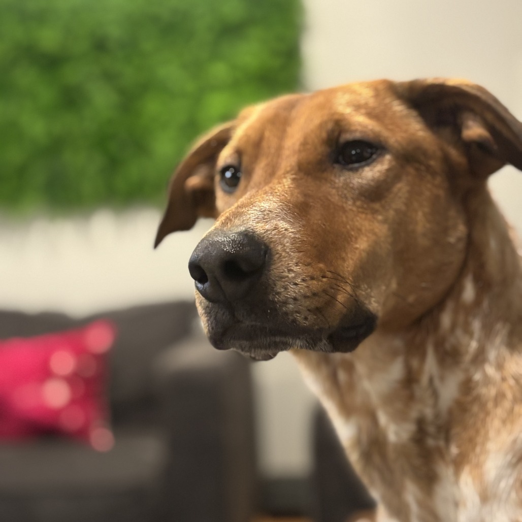 Elena, an adoptable Cattle Dog, Mixed Breed in Beresford, SD, 57004 | Photo Image 1