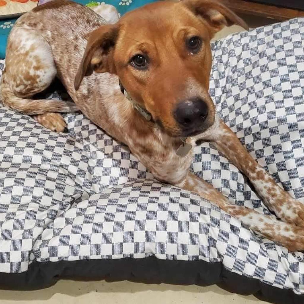 Elena, an adoptable Cattle Dog, Mixed Breed in Beresford, SD, 57004 | Photo Image 2