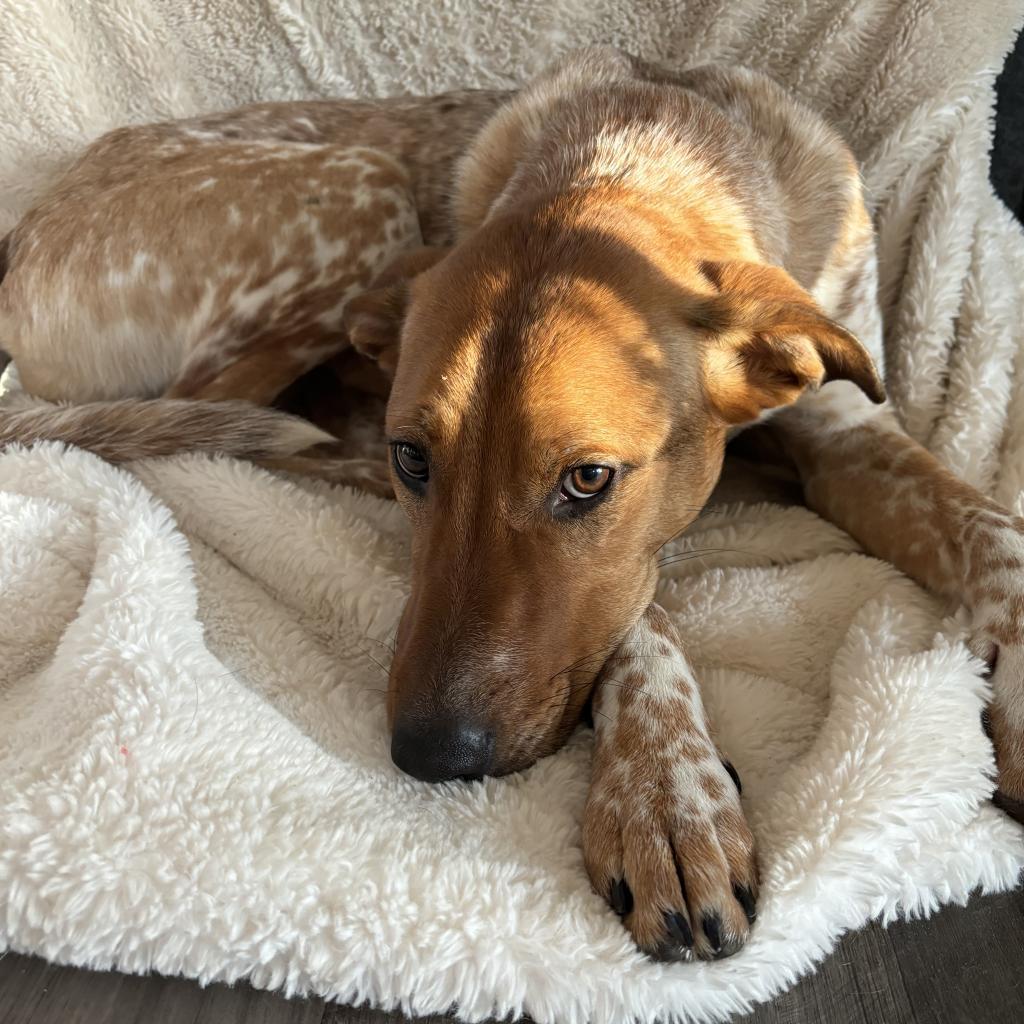 Elena, an adoptable Cattle Dog, Mixed Breed in Beresford, SD, 57004 | Photo Image 3