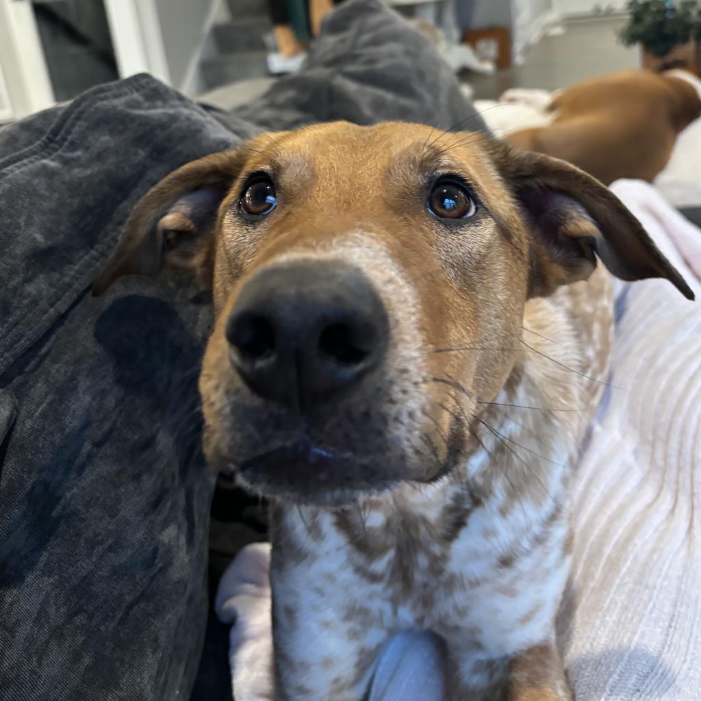 Elena, an adoptable Cattle Dog, Mixed Breed in Beresford, SD, 57004 | Photo Image 5