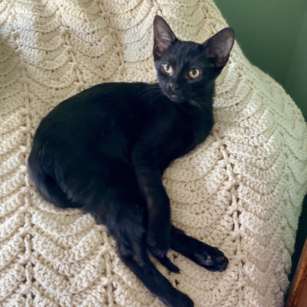 Imogen, an adoptable Domestic Short Hair in Decorah, IA, 52101 | Photo Image 1