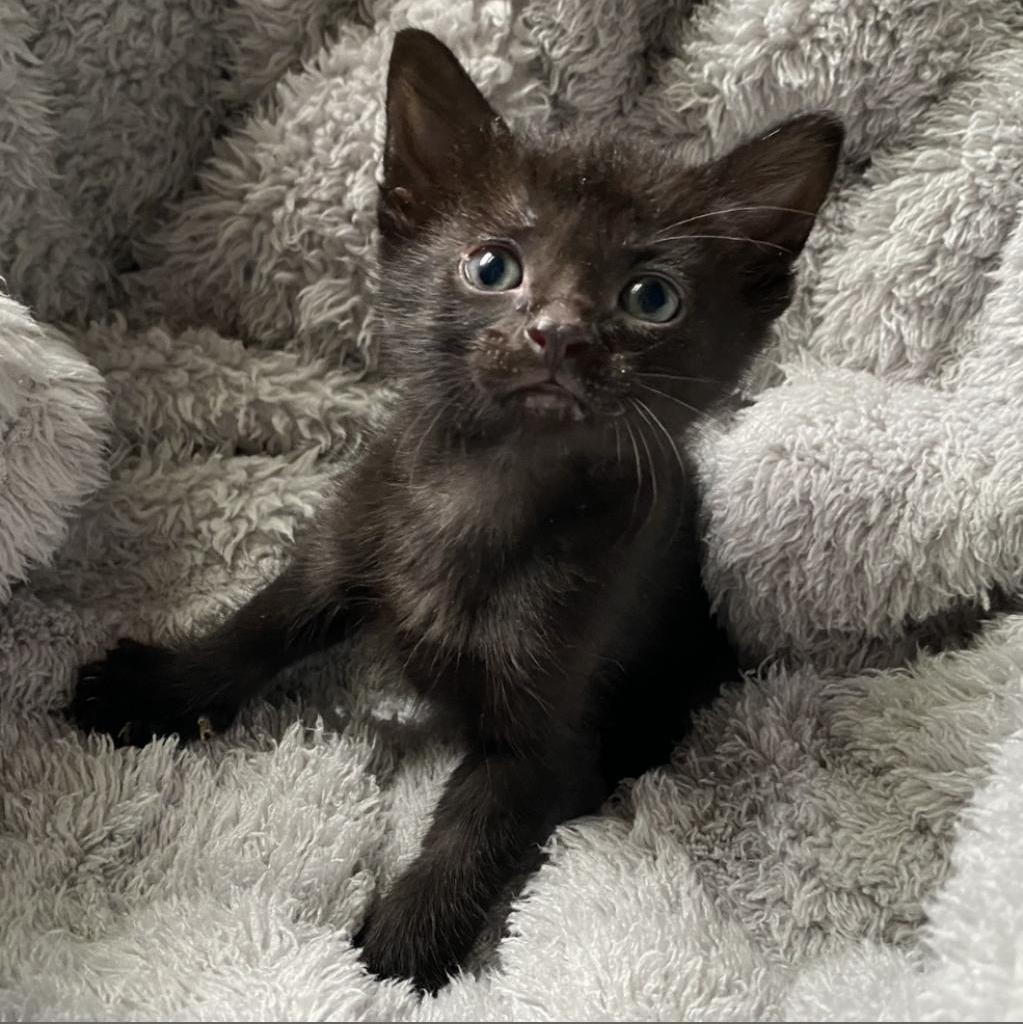 Imogen, an adoptable Domestic Short Hair in Decorah, IA, 52101 | Photo Image 2