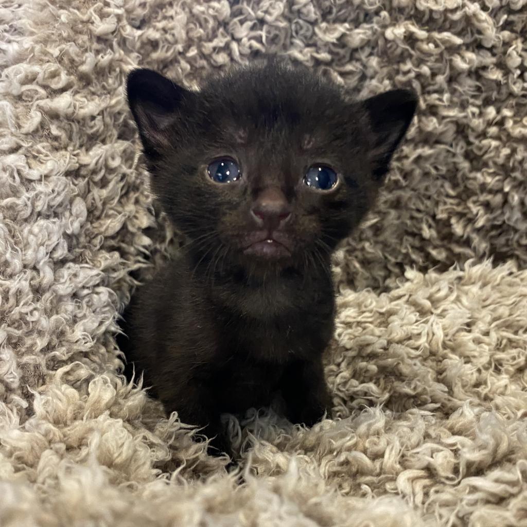 Imogen, an adoptable Domestic Short Hair in Decorah, IA, 52101 | Photo Image 3