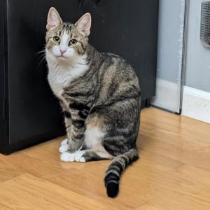 Namine, Adult Female Domestic Short Hair