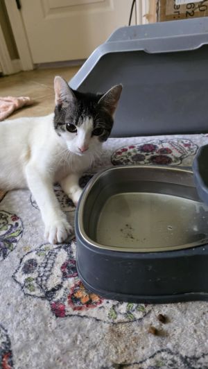 Rollie, Baby Female Tabby