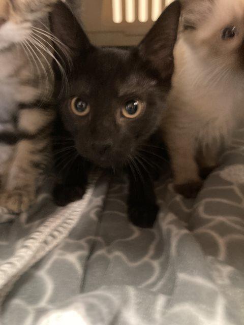 Apollo, an adoptable Domestic Short Hair in Pagosa Springs, CO, 81147 | Photo Image 1