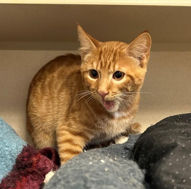 Bean, an adoptable Domestic Short Hair in Pagosa Springs, CO, 81147 | Photo Image 2