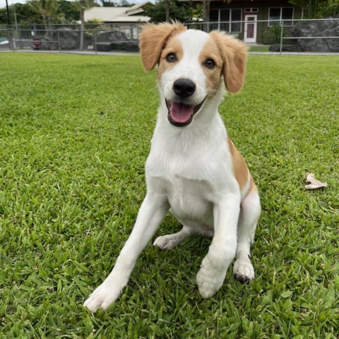 Leo, an adoptable Mixed Breed in Kailua Kona, HI, 96740 | Photo Image 1