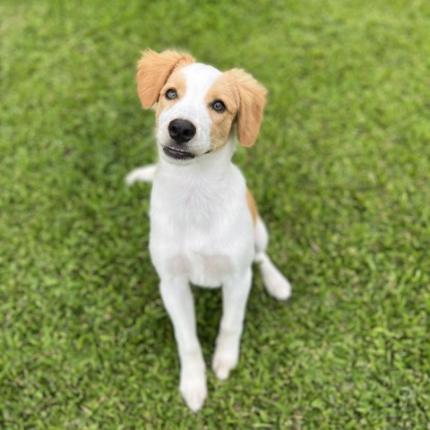 Leo, an adoptable Mixed Breed in Kailua Kona, HI, 96740 | Photo Image 2