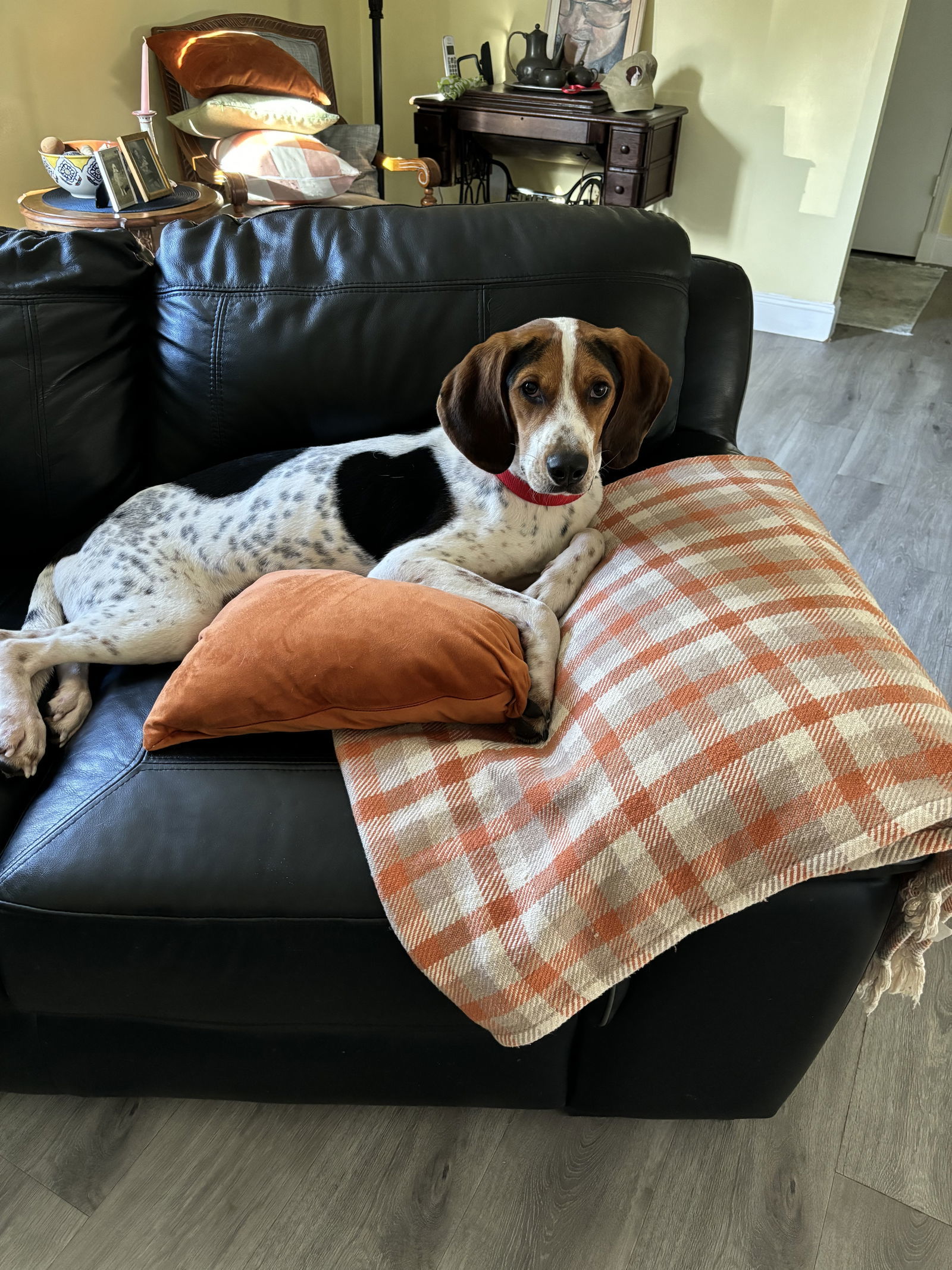 Dog for adoption Walker, a Foxhound in Tampa, FL Petfinder