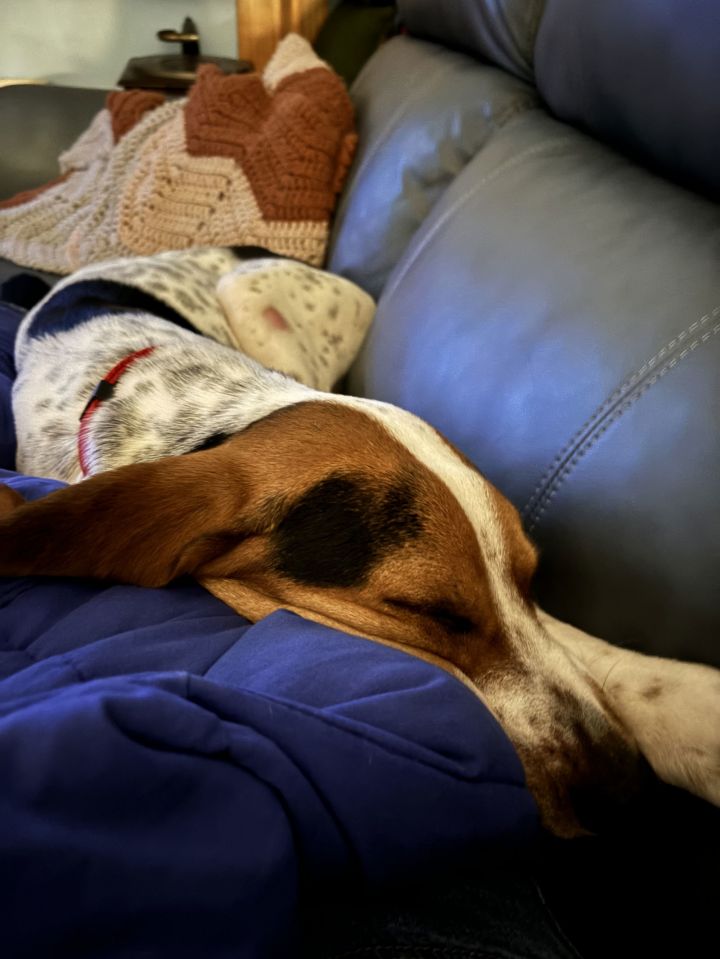 Dog for adoption Walker, a Foxhound in Tampa, FL Petfinder