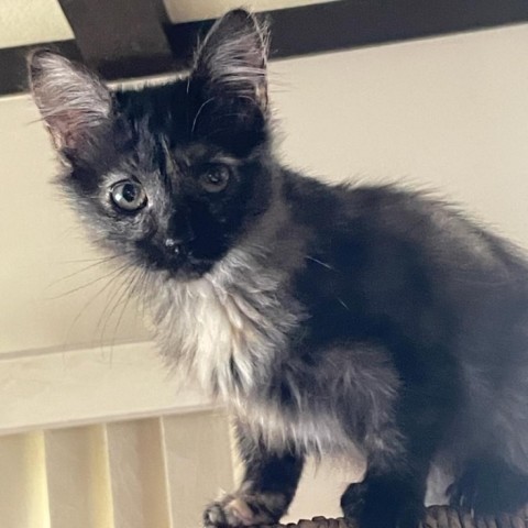 Boba, an adoptable Domestic Medium Hair in Mount Shasta, CA, 96067 | Photo Image 1