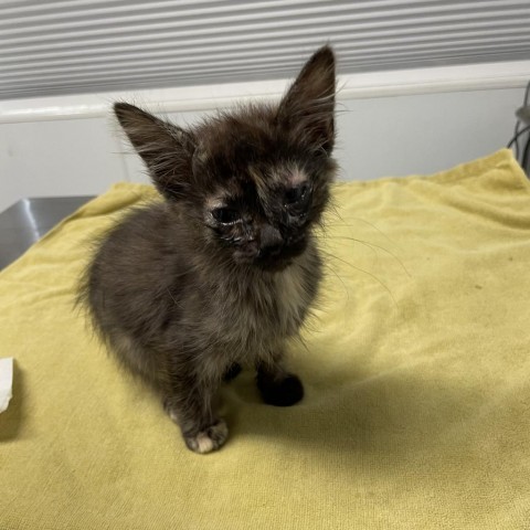 Boba, an adoptable Domestic Medium Hair in Mount Shasta, CA, 96067 | Photo Image 2