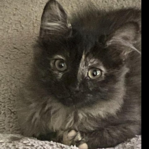 Boba, an adoptable Domestic Medium Hair in Mount Shasta, CA, 96067 | Photo Image 3