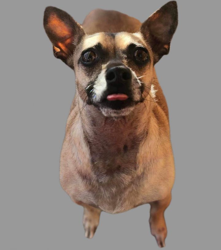 Tootsie 2