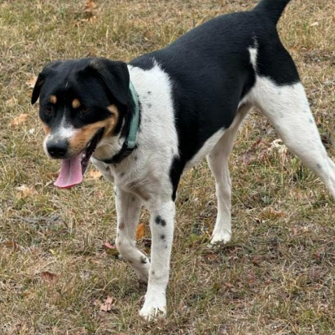 Pancho, an adoptable Beagle in Brainerd, MN, 56401 | Photo Image 1