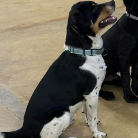 Pancho, an adoptable Beagle in Brainerd, MN, 56401 | Photo Image 2