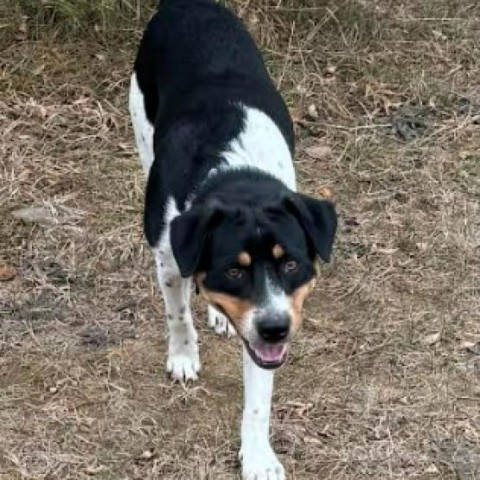 Pancho, an adoptable Beagle in Brainerd, MN, 56401 | Photo Image 5