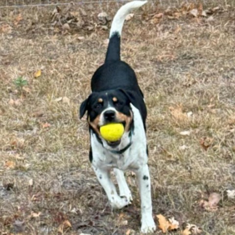 Pancho, an adoptable Beagle in Brainerd, MN, 56401 | Photo Image 6