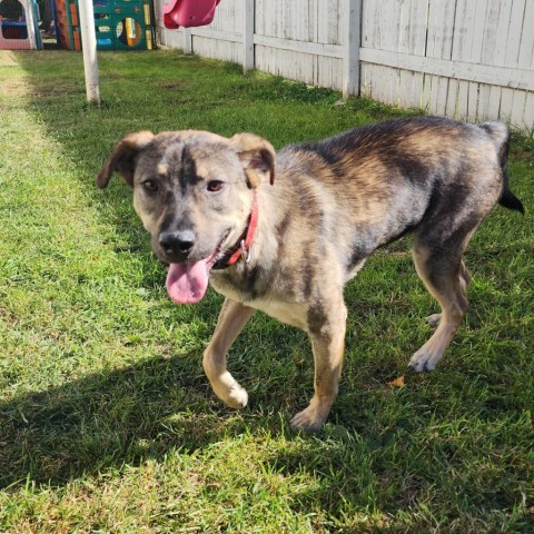 Dandy, an adoptable Shepherd in Duluth, MN, 55803 | Photo Image 3