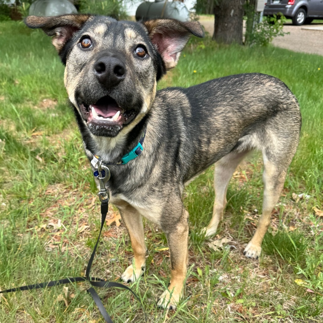 Dandy, an adoptable Shepherd in Duluth, MN, 55803 | Photo Image 2