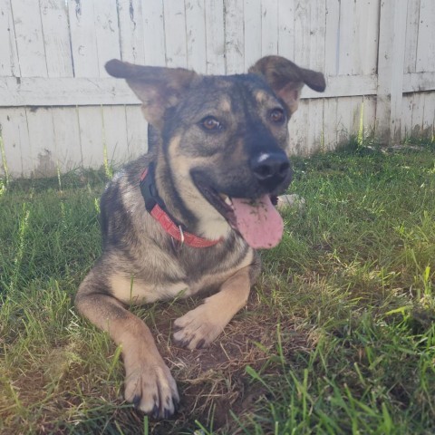 Dandy, an adoptable Shepherd in Duluth, MN, 55803 | Photo Image 5