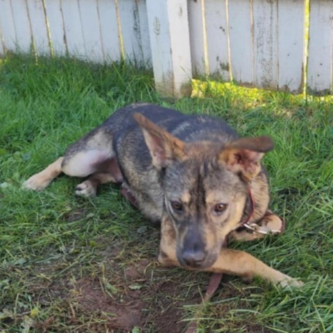 Dandy, an adoptable Shepherd in Duluth, MN, 55803 | Photo Image 6