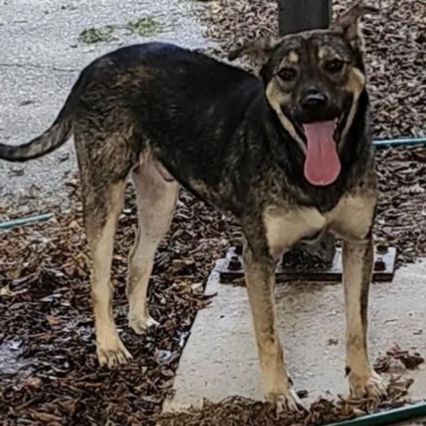 Dandy, an adoptable Shepherd in Duluth, MN, 55803 | Photo Image 6