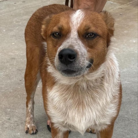 Wrangler, an adoptable Cattle Dog in Brainerd, MN, 56401 | Photo Image 5