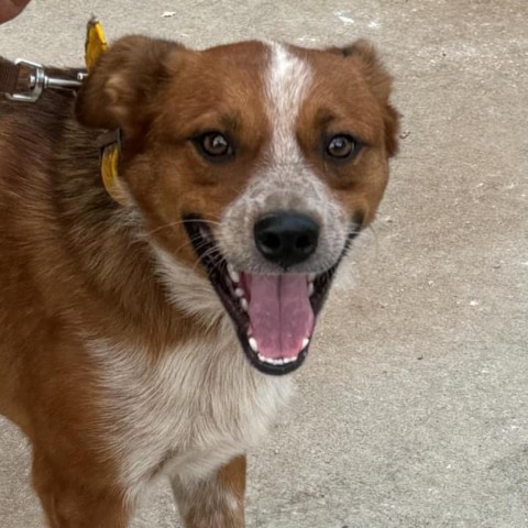 Wrangler, an adoptable Cattle Dog in Duluth, MN, 55803 | Photo Image 5