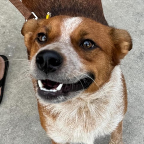 Wrangler, an adoptable Cattle Dog in Duluth, MN, 55803 | Photo Image 5