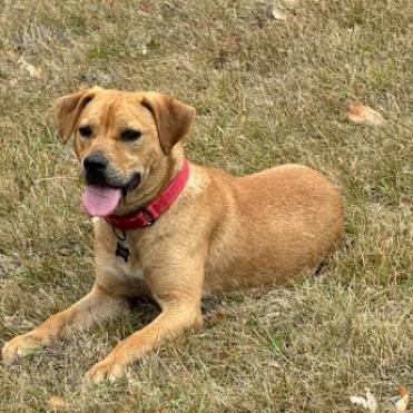 Pickles, an adoptable Labrador Retriever in Brainerd, MN, 56401 | Photo Image 5