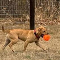 Pickles, an adoptable Labrador Retriever in Brainerd, MN, 56401 | Photo Image 6