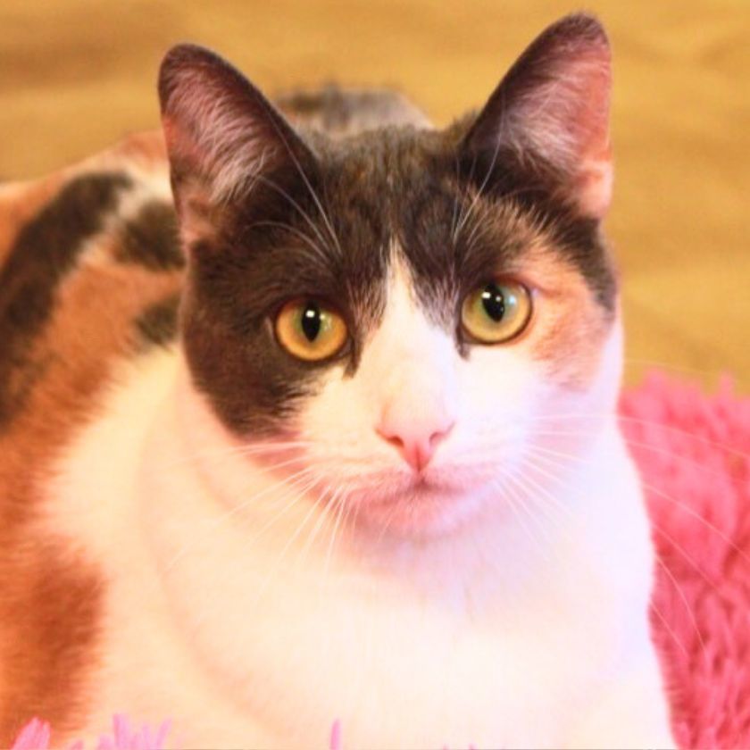 Nova, an adoptable Domestic Short Hair in Laramie, WY, 82073 | Photo Image 1