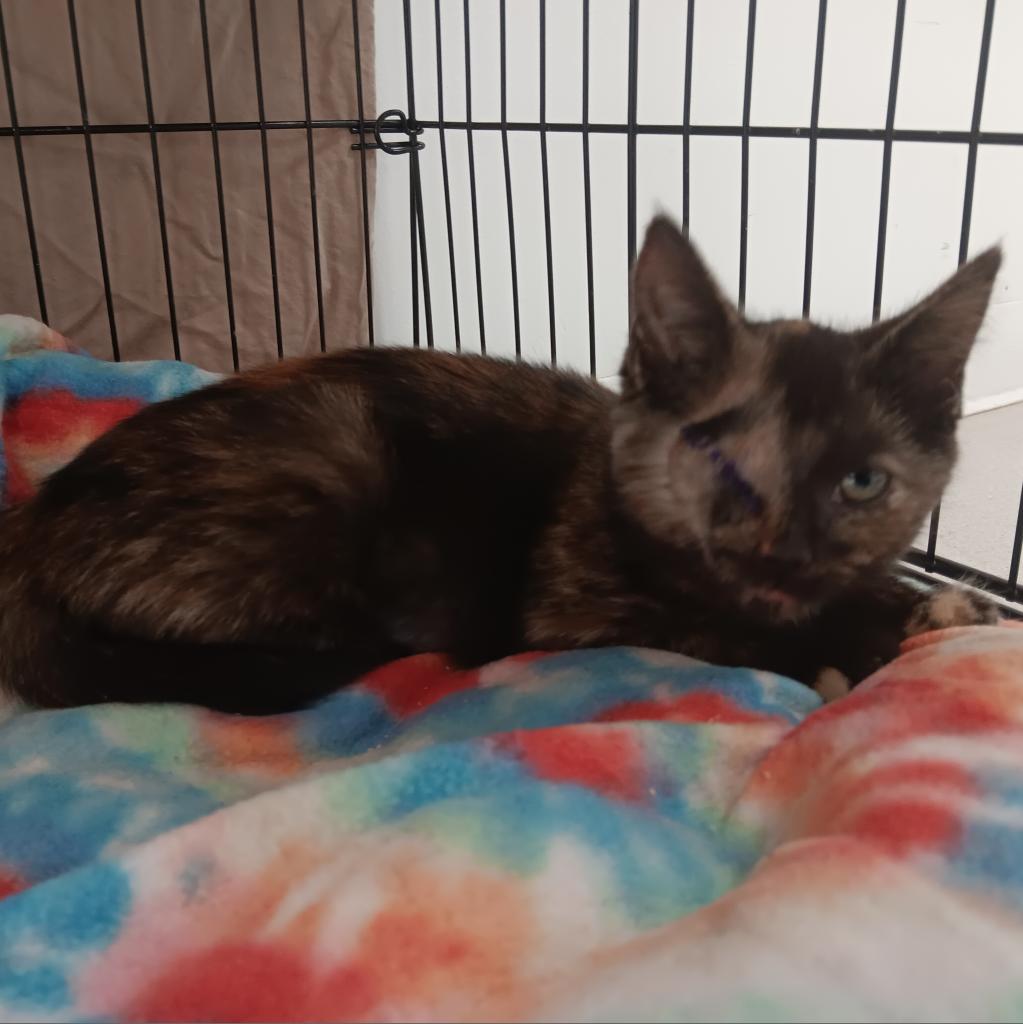 Caramel Corn (Vestal PetSmart)