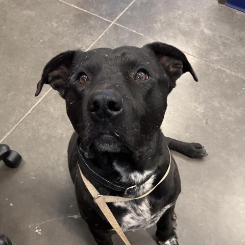 Kylo, an adoptable Pit Bull Terrier, Mixed Breed in Show Low, AZ, 85901 | Photo Image 1