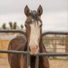 Artie photo 1