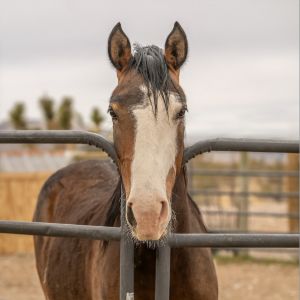 Artie, Adult Male Quarterhorse