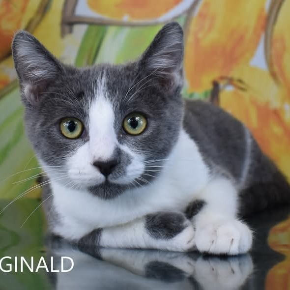 Reginald, an adoptable Domestic Short Hair in Yuma, AZ, 85365 | Photo Image 1