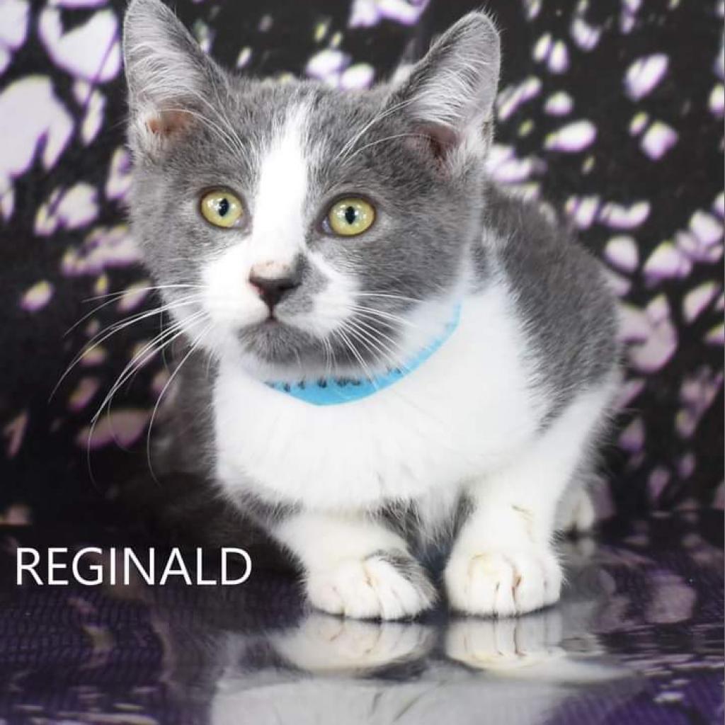 Reginald, an adoptable Domestic Short Hair in Yuma, AZ, 85365 | Photo Image 2