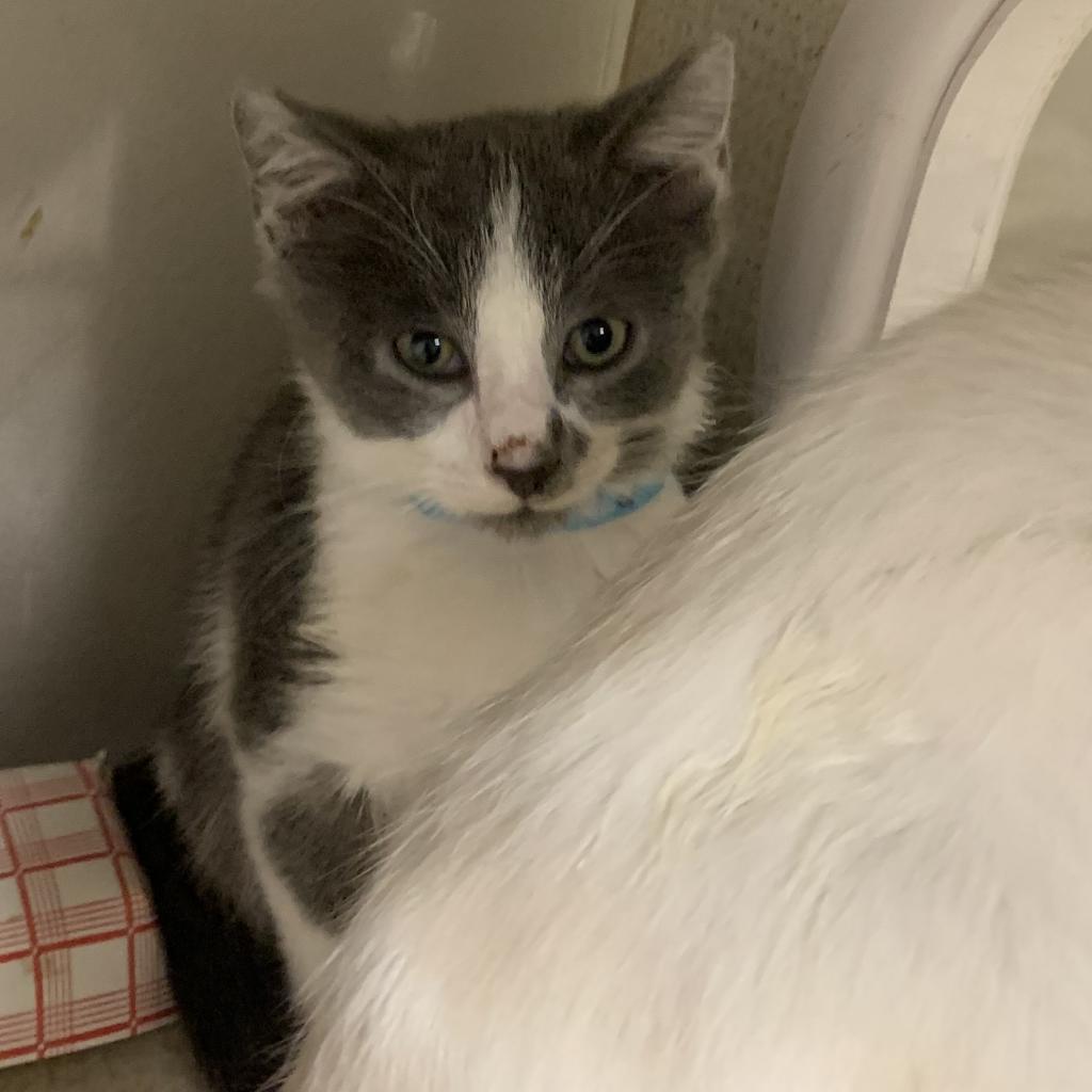 Reginald, an adoptable Domestic Short Hair in Yuma, AZ, 85365 | Photo Image 3