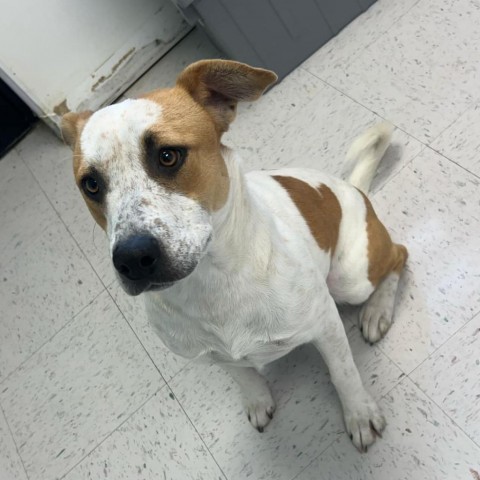 Brownie, an adoptable Pit Bull Terrier in Garden City, KS, 67846 | Photo Image 3