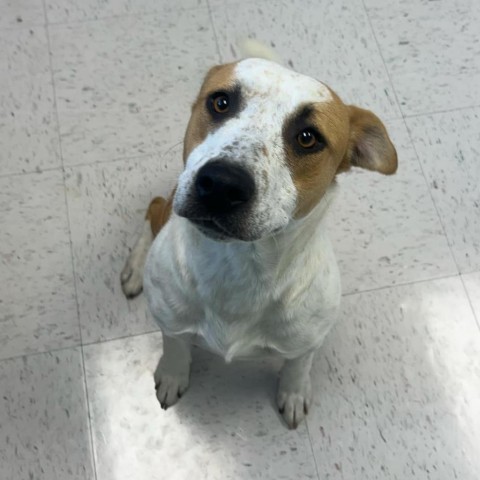 Brownie, an adoptable Pit Bull Terrier in Garden City, KS, 67846 | Photo Image 5