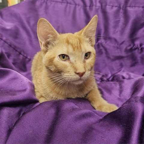 Franky, an adoptable Domestic Short Hair in Garden City, KS, 67846 | Photo Image 1