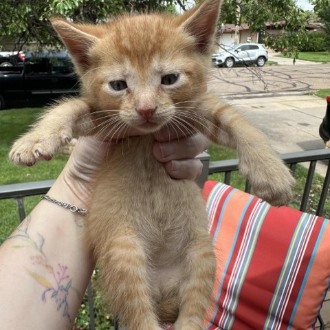 Franky, an adoptable Domestic Short Hair in Garden City, KS, 67846 | Photo Image 3