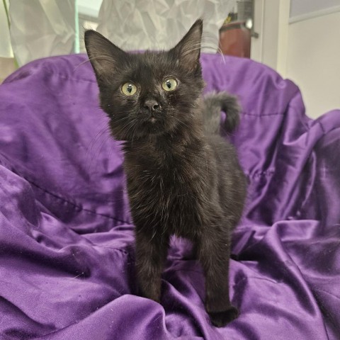 Shadow, an adoptable Domestic Medium Hair in Garden City, KS, 67846 | Photo Image 1