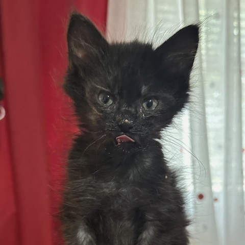 Shadow, an adoptable Domestic Medium Hair in Garden City, KS, 67846 | Photo Image 3