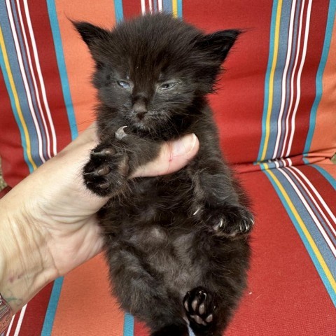 Shadow, an adoptable Domestic Medium Hair in Garden City, KS, 67846 | Photo Image 5