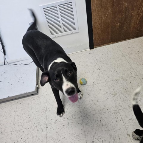 Babe Girley, an adoptable Pit Bull Terrier in Garden City, KS, 67846 | Photo Image 1