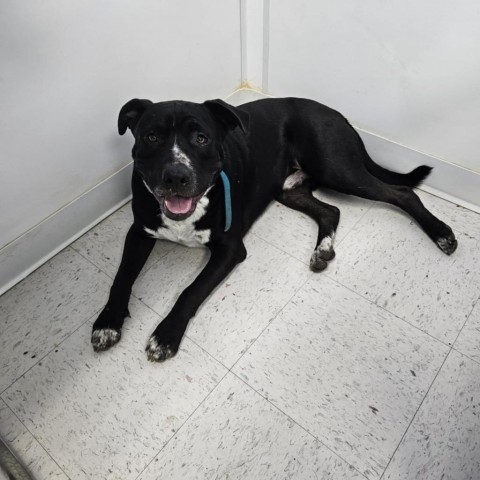 Oblydooble, an adoptable Pit Bull Terrier in Garden City, KS, 67846 | Photo Image 1